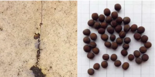 Figure 1-2. Left: Small seedling of Vicia pisiformis with root nodules. Right: Seeds of Vicia pisiformis