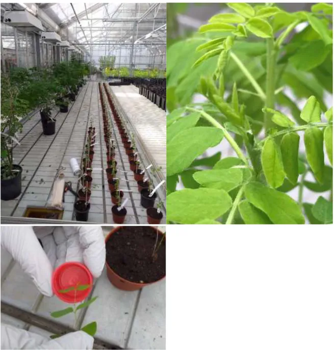 Figure 7-9. Top left: Experimental plants, from left to right; Caragana arborescens, control of Vicia 