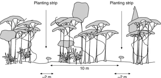 Figure 2. Enrichment line planting. Illustration of the enrichment line planting restoration  method used in the INIKEA Sow-A-Seed project