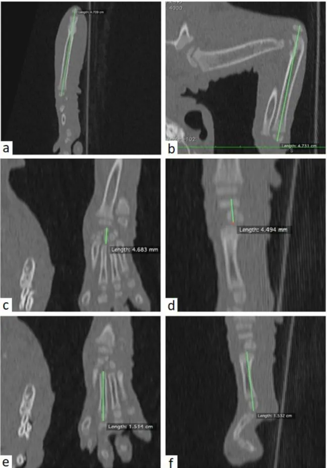 Figur 3: Framben. Illustration över datortomografimätningar av a) ulna i dorsalplan, b) ulna i 