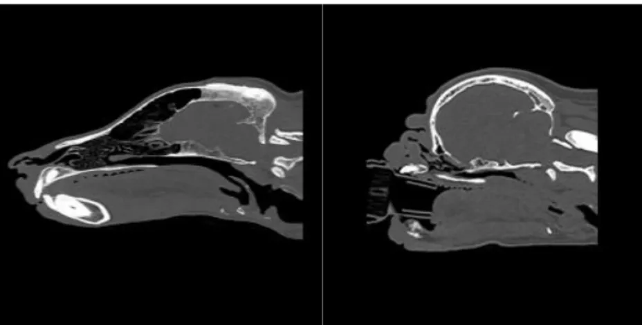Figure 2. The figure shows Computed tomography scans of a German Shepherd (left)  and a Pug (right)