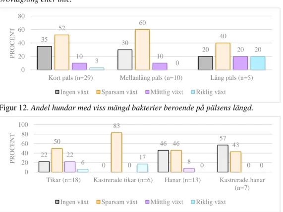 Figur 11. Andel hundar med viss mängd bakterier beroende på om yttre genitalia torkades av innan 