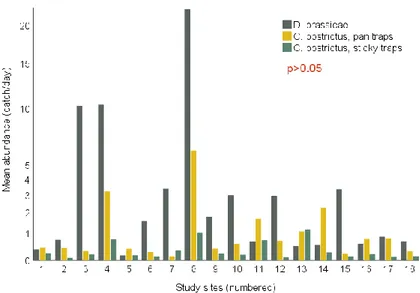Figure 15. Bar chart showing mean abundances of D. brassicae in sticky traps and  mean abundances of C