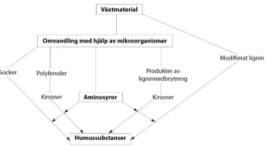 Figur 3. Illustrerar omvandlingen av växtmaterial till humussubstanser via olika vägar men där lignin 