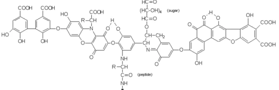 Figur 5. Kemisk struktur av humussyror från Malan (2015). Review: humic and fulvic acids, A prac-