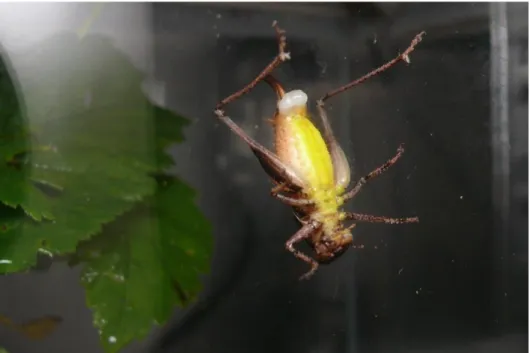 Figure  1.  Female  of  dark  bush-cricket  Pholidoptera  griseoaptera  with  nuptial  gift