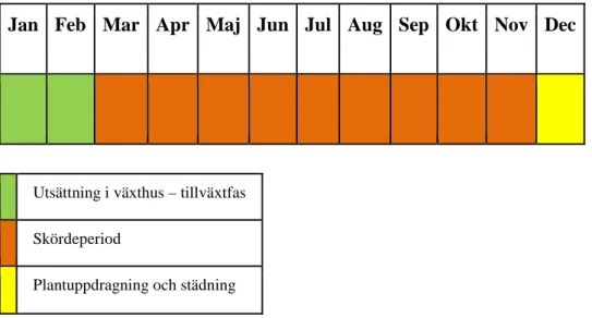 Fig. 1. Så här kan ett odlingsår med tidig plantering i ett sydsvenskt tomatväxthus se 