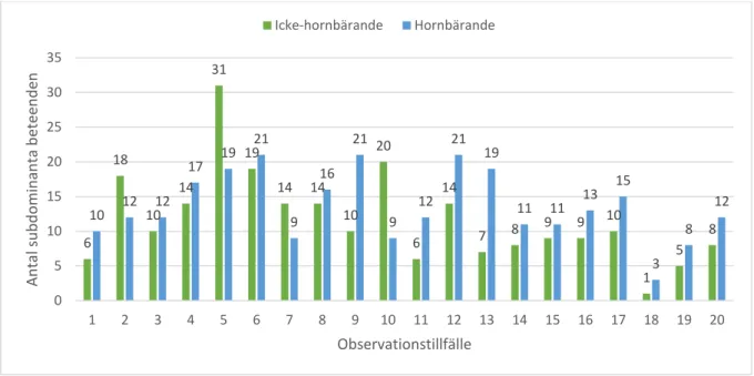 Figur  2.  Antal  subdominanta  beteenden  vid  varje  observation  för  icke-hornbärande  djur  respektive 