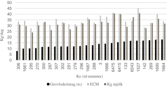 Figur 2. Kornas individuella grovfoderintag samt mjölkavkastning (energikorrigerad mjölk (ECM) och 