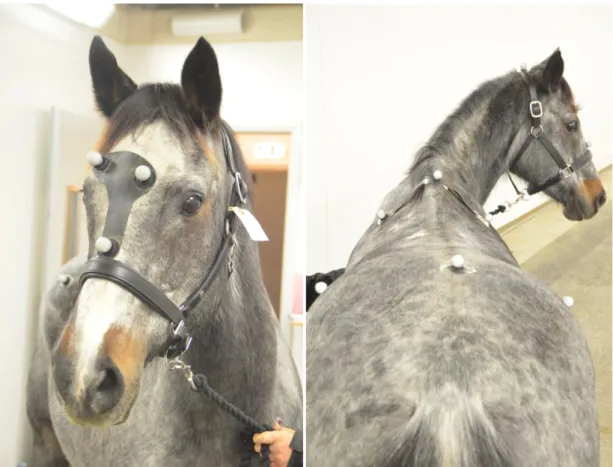 Figur 7. De två övre bilderna visar reflexmarkörerna placerade på hästens huvud, manke och bäcken