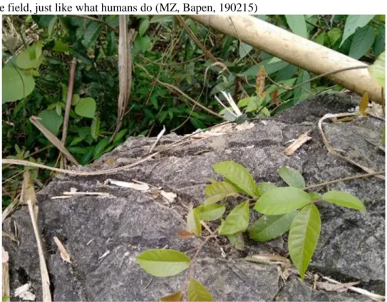 Figure 2 Sugarcane residue left on rock by monkeys in Pairu.  