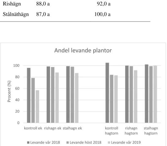 Figur 4. Visar procentandelen av levande ek- och hagtornsplantor, återfunna vid de tre 