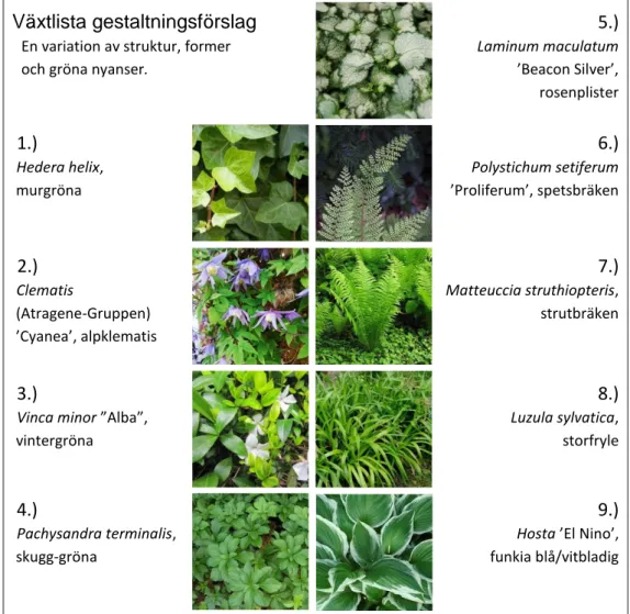 Figur 10. Sammanställning av det slutliga urvalet växter till gestaltningsförslaget. (Fotografierna av  växterna är fria att använda för icke kommersiellt bruk, de har Creative Commons licenser