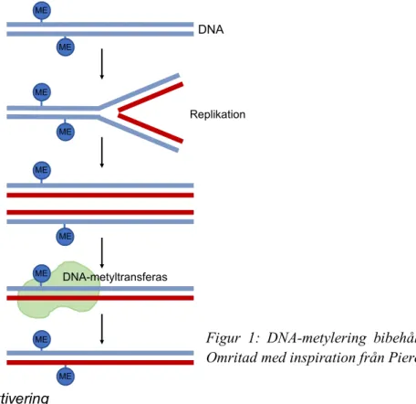 Figur  1:  DNA-metylering  bibehålls  vid  DNA-replikation.  Omritad med inspiration från Pierce (2017)