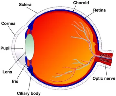 Figure 2. Schematic diagram of the eye in a diurnal mammal. Modified from Kolb.H. CC BY-NC