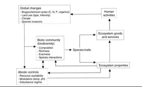 Figure 2: Effects on and effects of species traits (Chapin et al. 2005)