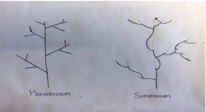 Figure 2. Strawberry plant architecture, a sympodial growth (right) but by visual sight indicates a monopodial  growth (left)