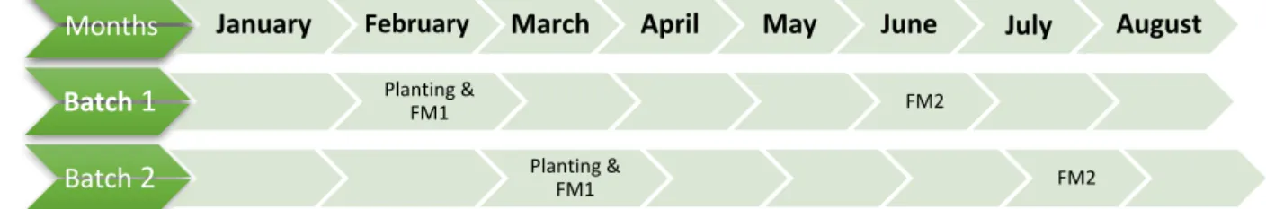 Figure 13. A monthly overview of the experimental setup, planting and performed flower mapping