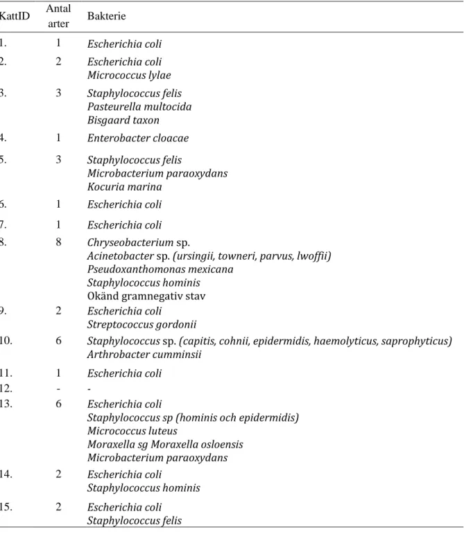 Tabell 4.  De olika bakteriearter som isolerades från urinproven   KattID  Antal  arter  Bakterie  1