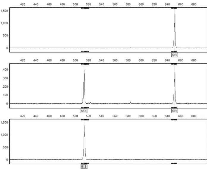 Fig. 2 GeneMarker 2.7.0 display of control cultivars, constituting all three different Md-ACS1 genotypes: „Elstar‟, 