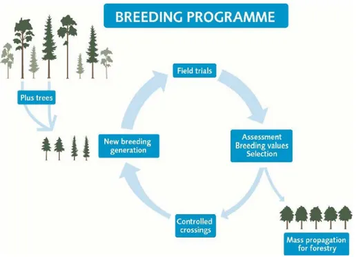 Figure 2. The four main stages in breeding programmes are Selection, Testing, Establishment of 