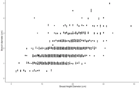 Figure 7 . Branch diameter is plotted against DBH showing a general increase of size with 
