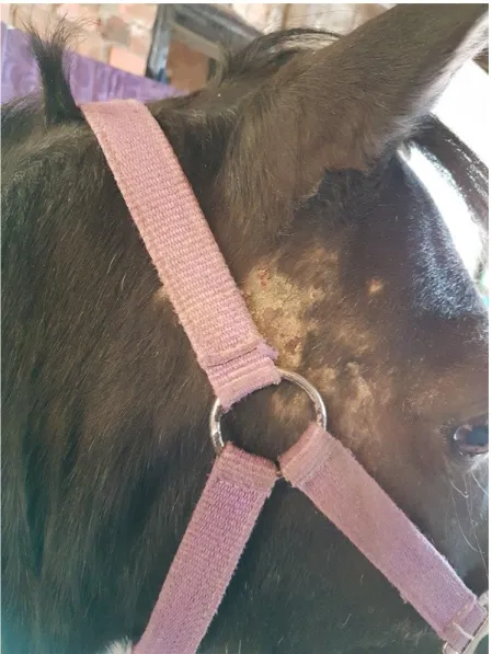 Figure 1. Excoriations and alopecia in the face of an 18 years old Dutch riding pony. 