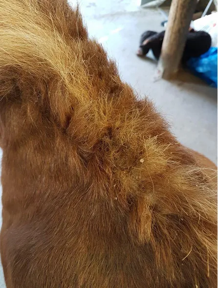 Figure 2. Skin thickening, seborrhoea and alopecia in the mane of a 23 years old Shetland pony