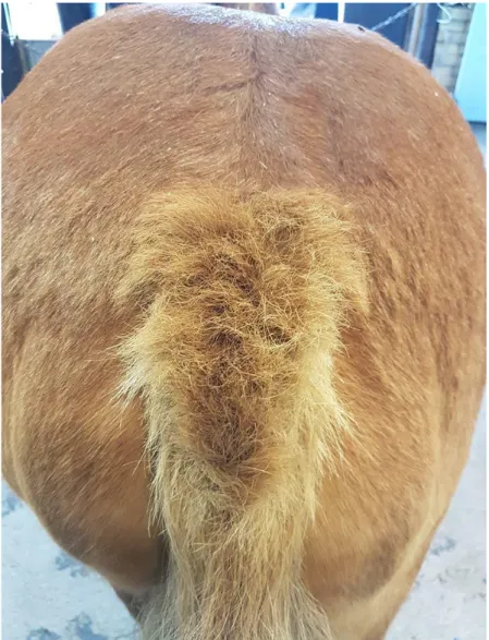 Figure 3. Alopecia in the tail of a 23 years old Shetland pony. 