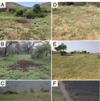 Figure 4. (A) Recently used midden in open woodland. (B) Recently used midden 