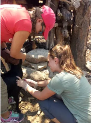 Figure 2. Collecting a blood sample from a goat. Photo: Owen Malambo, 2018. 