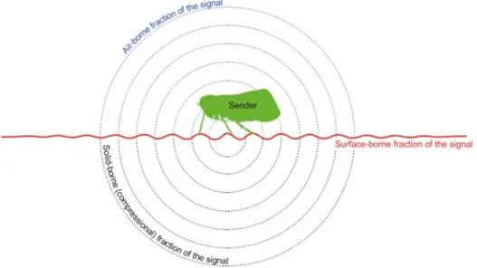 Figure 6 – Mechanical wave forms produced by a planthopper: air-borne and substrate borne  fractions of the signal (Image taken from Hill and Wessel, (2016)
