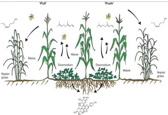 Figure 2: Graphical representation of the push pull technology (adapted from Pickett et al.,  2014)