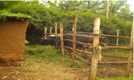 Figure 3. Livestock aquired from remittances in Rudashya village 