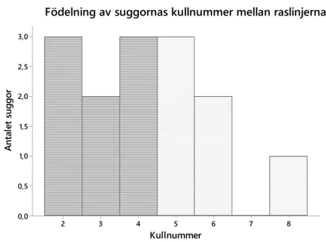 Figur 4. Fördelning mellan suggornas kullnummer mellan raslinjerna.  