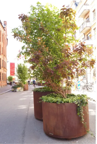 Figur 2. Foto: Emma Petersson, Malmö maj  2019. Friisgatan i Malmö är mellan april  och oktober en gågata där det återfinns  gästträd utplacerade i urnor av stål