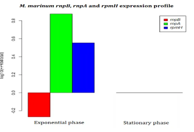 Figure 1: M. marinum rnpB, rnpA and rpmH genes Expression profiles in exponential phase compared to stationary 