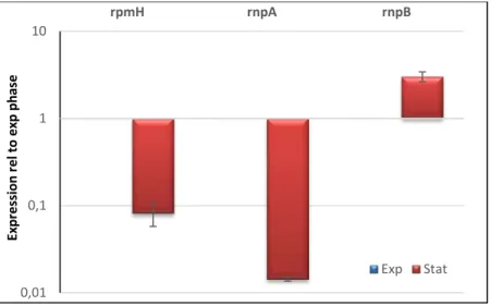 Figure 6: qRT-PCR analysis in stationary phase relative to exponential phase of rpm H, rnpA, rnpB genes in M
