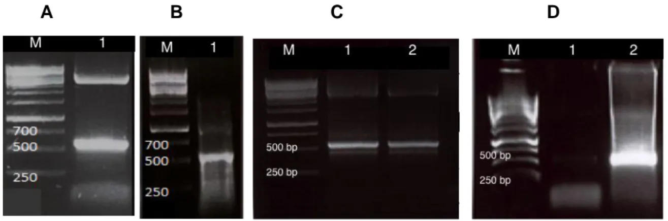 Figure 3: PCR detection of begomovirus infection in samples 10, 20, 15c and 2a. A) Lane M represents the 1kb 