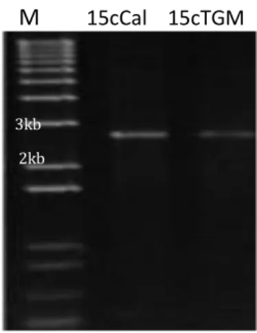 Figure  7:  Gel  electrophoresis  showing  results  of  the  amplification  of  the  full-length  DNA-A  components  of 