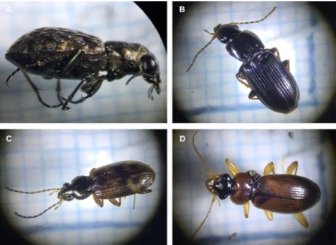 Figure  5.  A  selection  of  the  ground  beetle  genus  identified.  From  top  left:  (A)  Elapharus,  (B)  Pterostichus, (C) Bembidion, (D) Leistus 