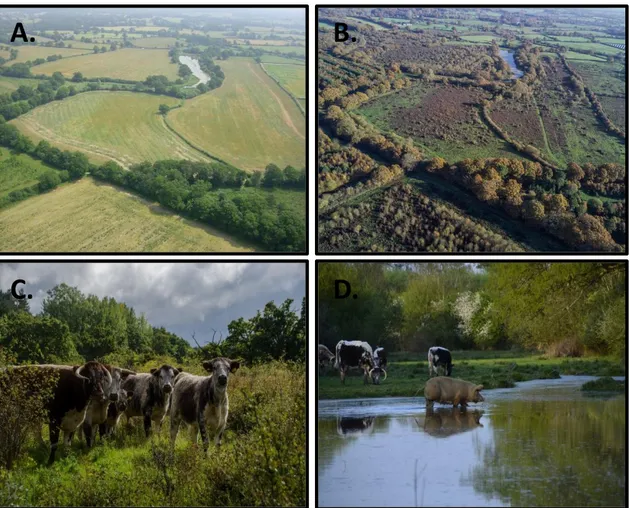 Figure 1. Photographs used during interviews. A. 2004 aerial view of fields from Knepp Estate at the  start of the rewilding project