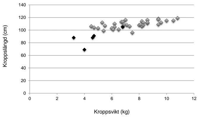 Figur 4. Kroppslängd (cm) över kroppsvikt (kg) för hanliga uttrar från Sverige (n=40)