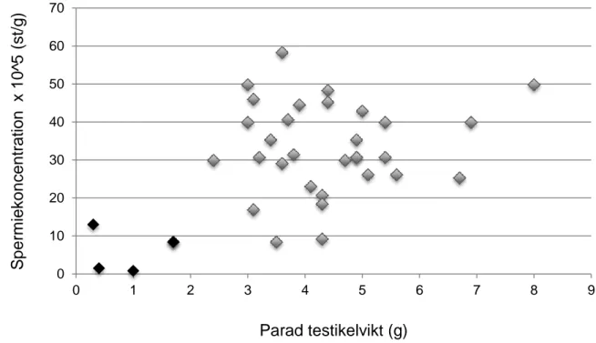 Figur 5. Spermiekoncentrationen   10 5  (st) över parad testikelvikt (g) för hanliga subadulta (n =5) och  adulta (n=31) uttrar från Sverige