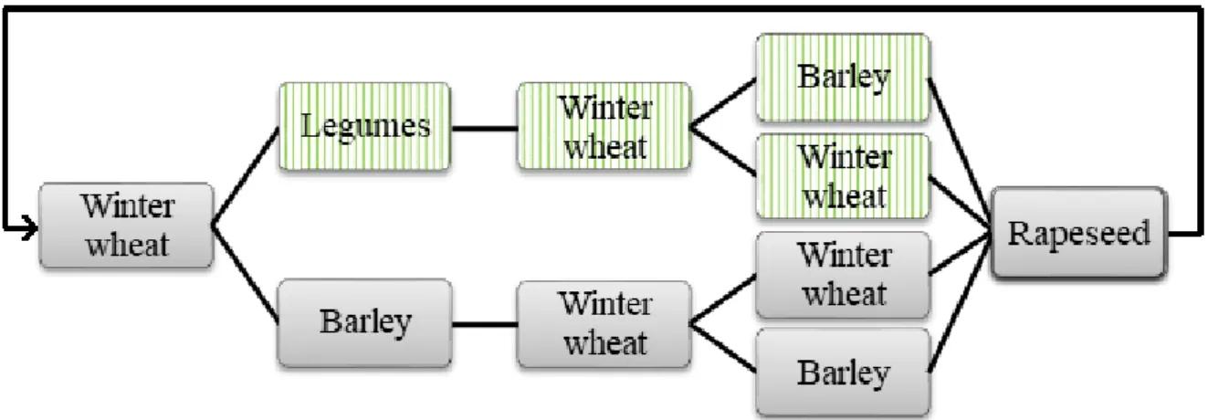 Figure 10 shows the crop rotation for the case farm in GSS when profitability is optimized, and  legumes are introduced