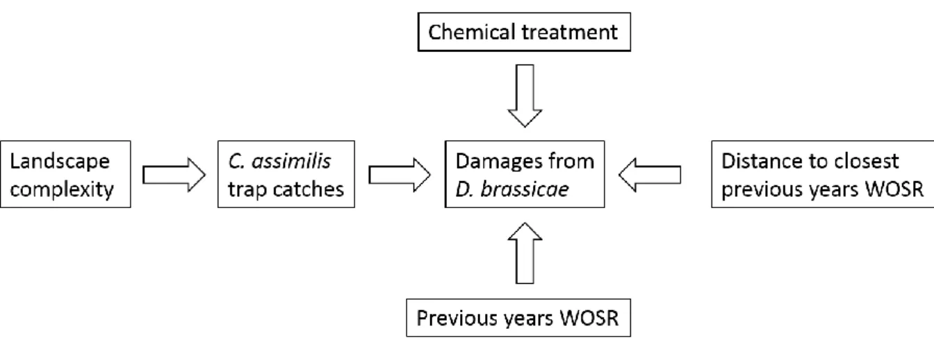 Figure 4. Flowchart of hypothesized variables that may affect the damages caused by D