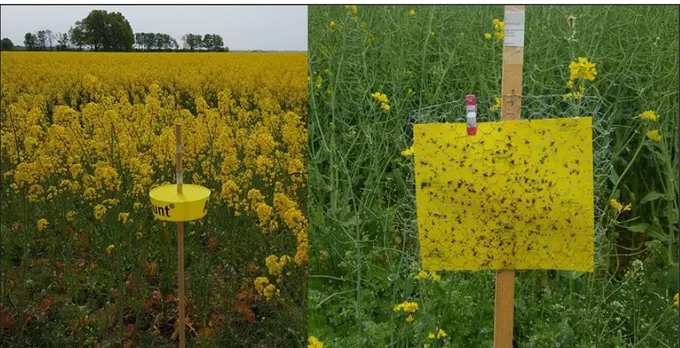 Figure 6. The two different traps used in the study. The picture to the left shows a yellow pan trap in  a WOSR field in full bloom while the picture to the right shows a sticky trap in a WOSR in the end of  the flowering and the early stage of pod set (Ph
