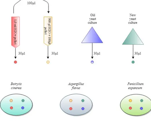 Figure 1: Flowchart of the disk diffusion assay procedure. 