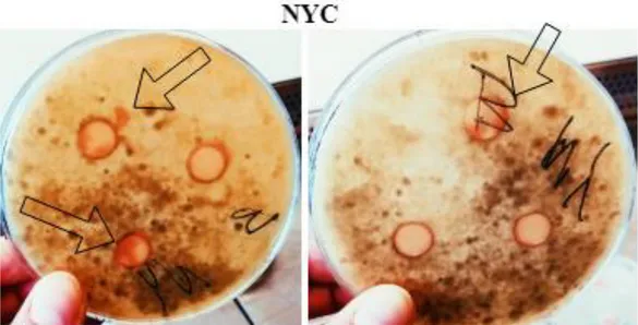 Figure 3a: Photograph of two plates inoculated with B. cinerea after 4 days of incubation, containing discs  with NYC (a) and OYC (b)