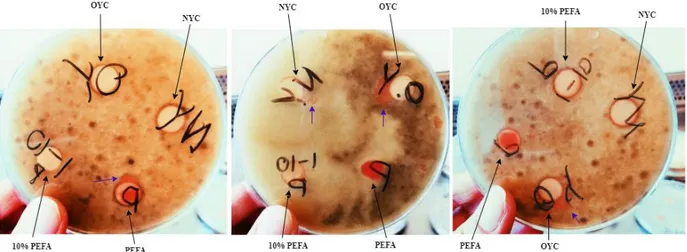 Figure 4: Photograph of three plates inoculated with B. cinerea, after 5 days of incubation
